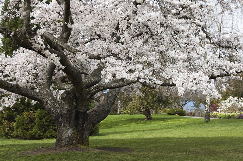 Lush cherry blossom trees at the parks in Vancouver